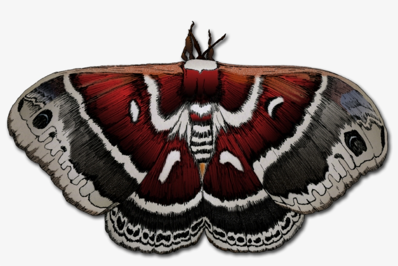 Illustration Of A Moth - Aglais Io, transparent png download