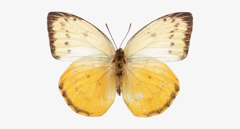 Png Kelebekler I - Бабочек В В Высокого Разрешения, transparent png download