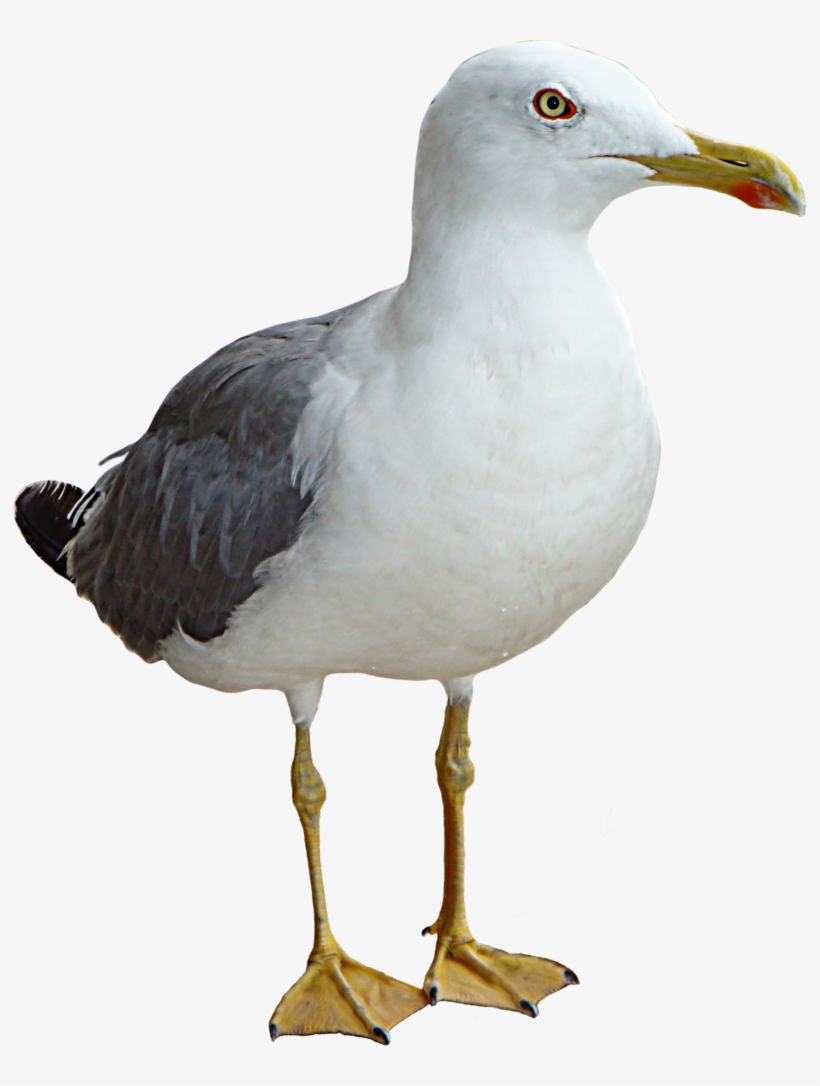 Seagull By Thinkgimp-d3b540i - Seagull Png, transparent png download