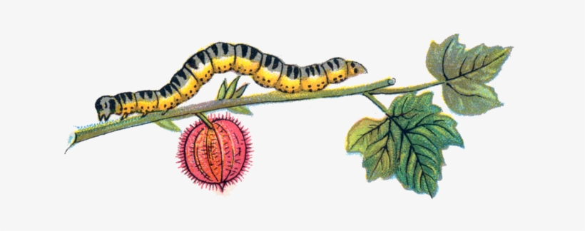 320 × 122 Pixels - Caterpillar Png, transparent png download