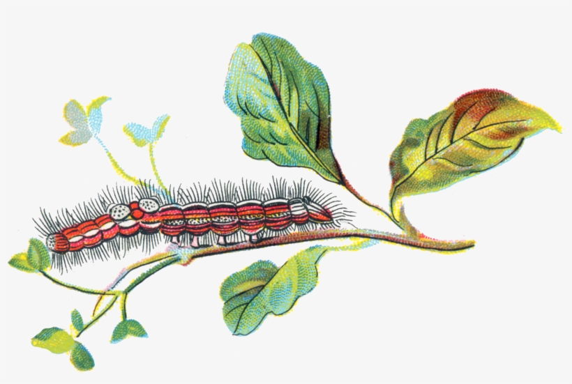Porthesia Similis Caterpillar - Portable Network Graphics, transparent png download