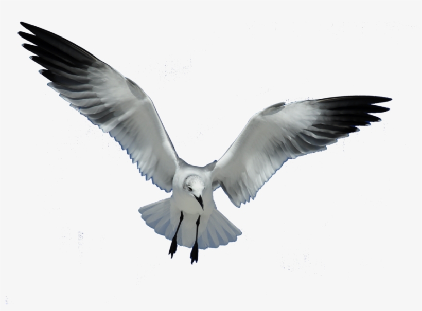 I Saw All My Seagull Friends Again We All Splashed - Seagull Png, transparent png download