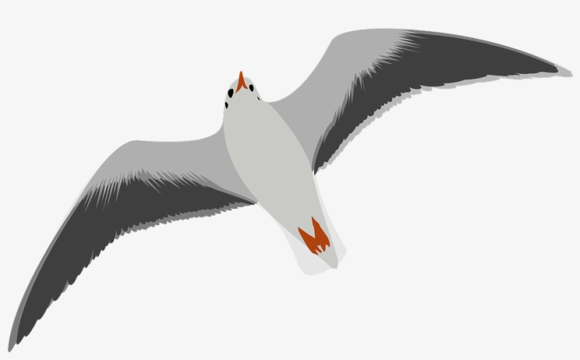 Cartoon Picture Of Seagull - Seagull Clip Art, transparent png download
