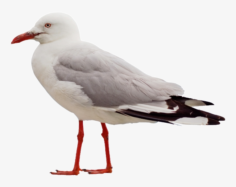 Beach, Cape Cod - Seagull Png, transparent png download