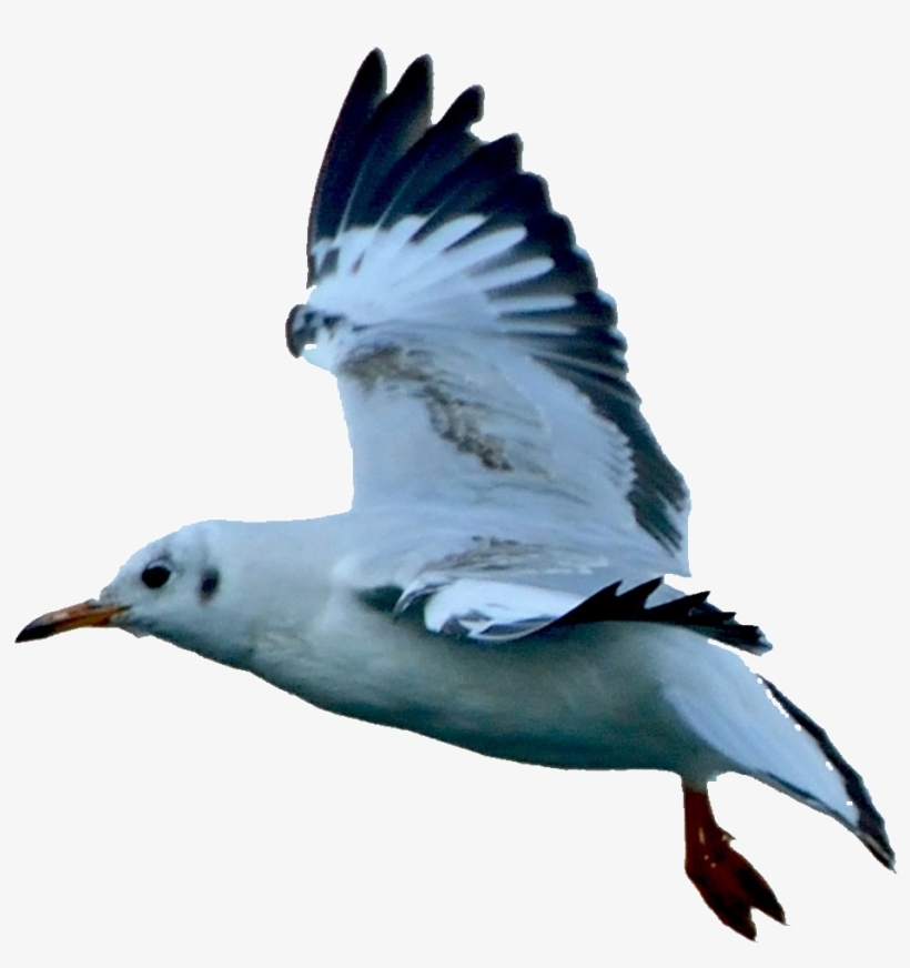 Hd Beautiful Seagull Static Png - Gulls, transparent png download