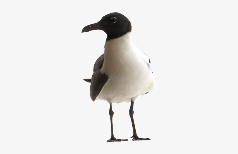 A Close-up Seagull Tightly Cropped And Cutout For Use - Adobe Photoshop, transparent png download