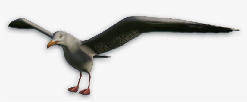 Seagull Png Download - Screaming Seagull Png, transparent png download