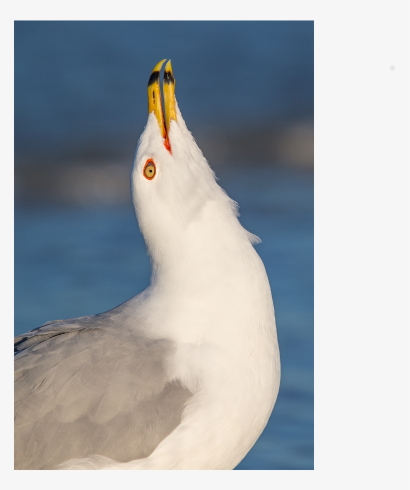 Goose, transparent png download
