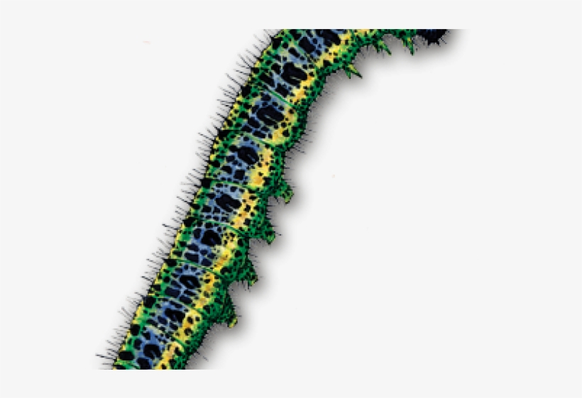 Caterpillar Png Transparent Images - Caterpillar, transparent png download