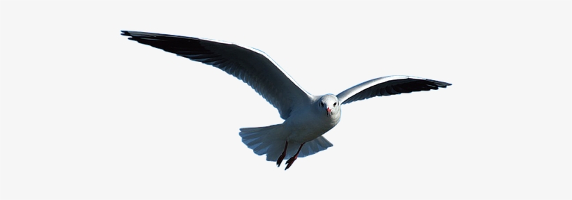 Seagull Bird Animal Nature Sea Gull Seabir - Seagulls In Flight Png, transparent png download