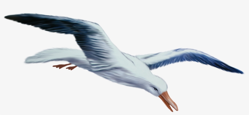 Seagull Png Clipart Imageu200b - Чайка В Полете Рисунок, transparent png download