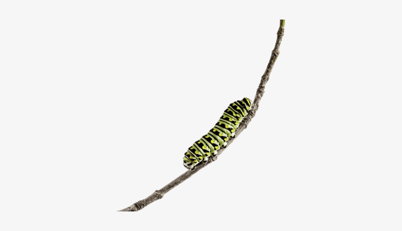 Caterpillar - Dragonfly, transparent png download