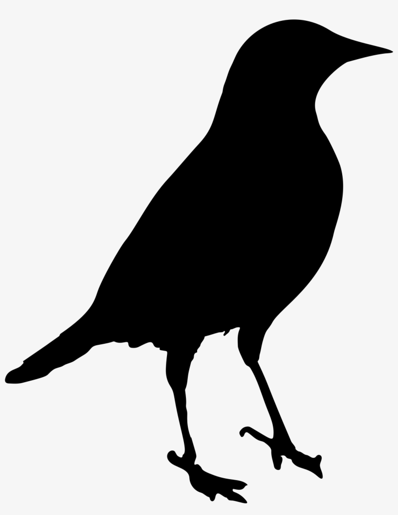 Seagull Clipart Blackbird - Black Bird Clipart, transparent png download