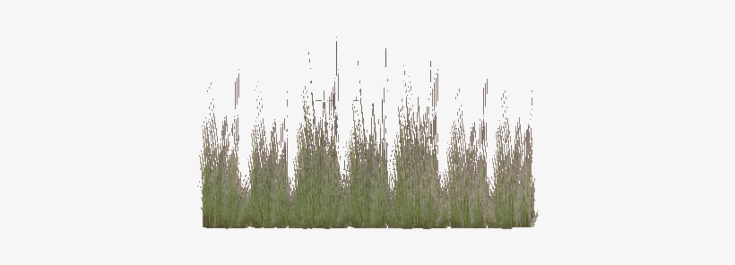 Coastal Grass - Wiki, transparent png download