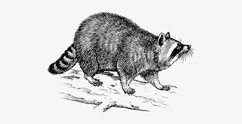 Raccoon Giant Panda Download Animal Track - Raccoon Black And White, transparent png download