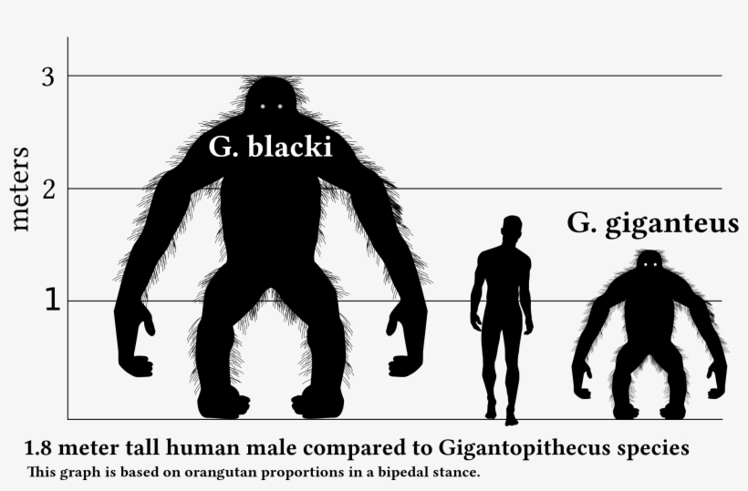 Ancient Ape Gigantopithecus Proves King Kong Cant Exist - Gigantopithecus Vs Human, transparent png download