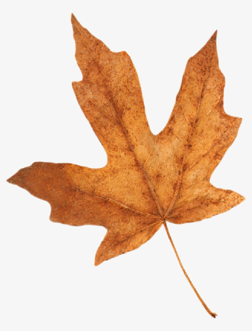 Fall Leaf - Difference Of Home Working, transparent png download