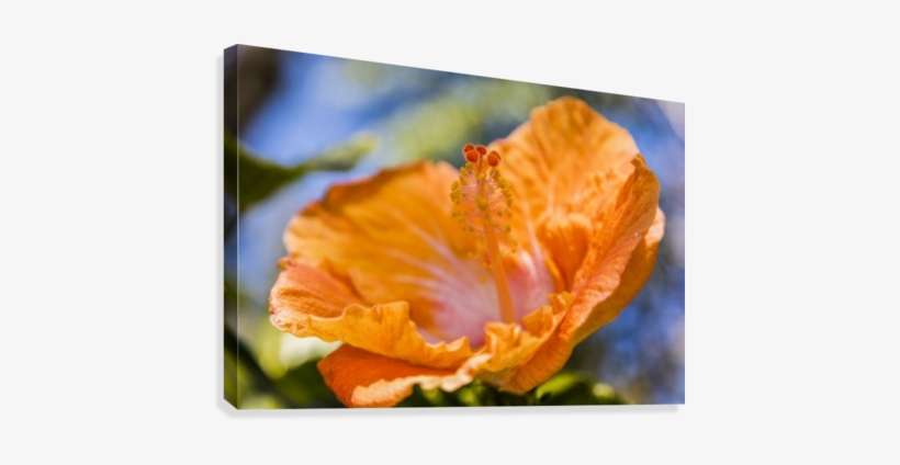 Close-up Of Orange Hibiscus Flower - Close-up Of Orange Hibiscus Flower; Maui, Hawaii, United, transparent png download