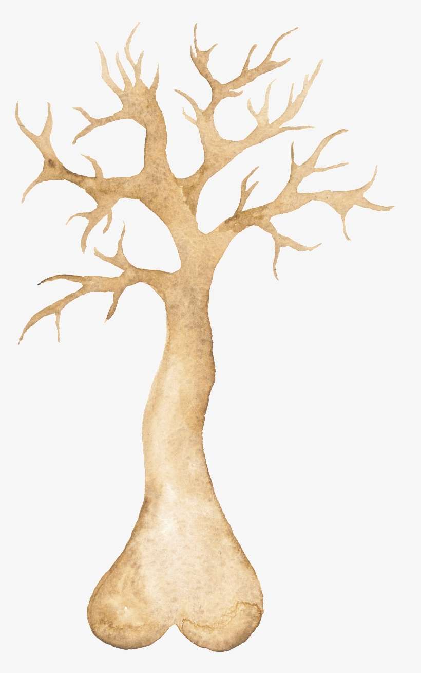 Png Transparente De Arboles Ornamentales - Tree, transparent png download