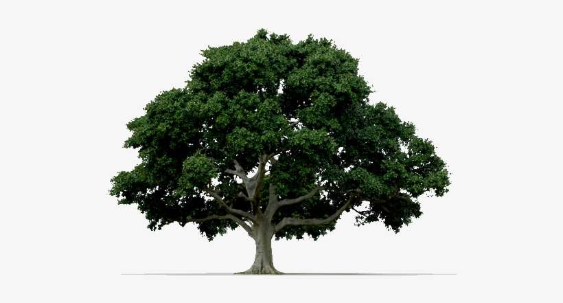 Ahorrar Energía Mediante Los Árboles - Tree With White Background, transparent png download
