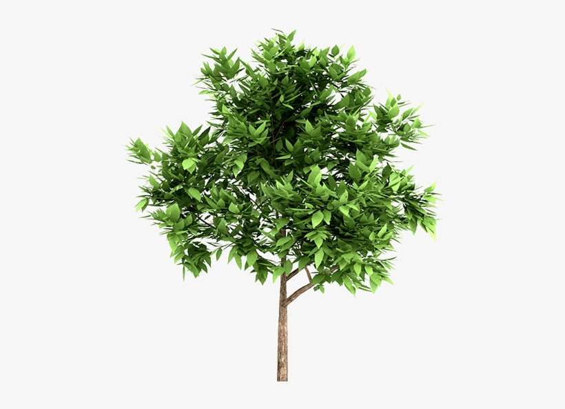 Arboles Y Flores Png - Tree Png, transparent png download