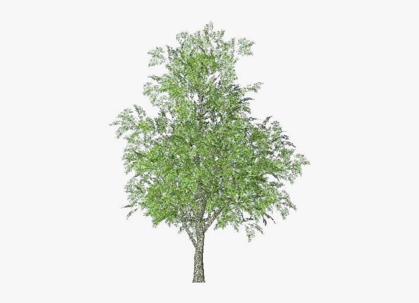 Árboles 3d - Fresno - Fresno Arbol, transparent png download