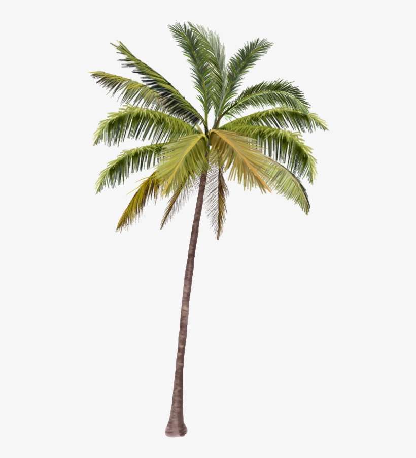 Marcos Para Fotos Png - Drawing California Palm Tree Png, transparent png download