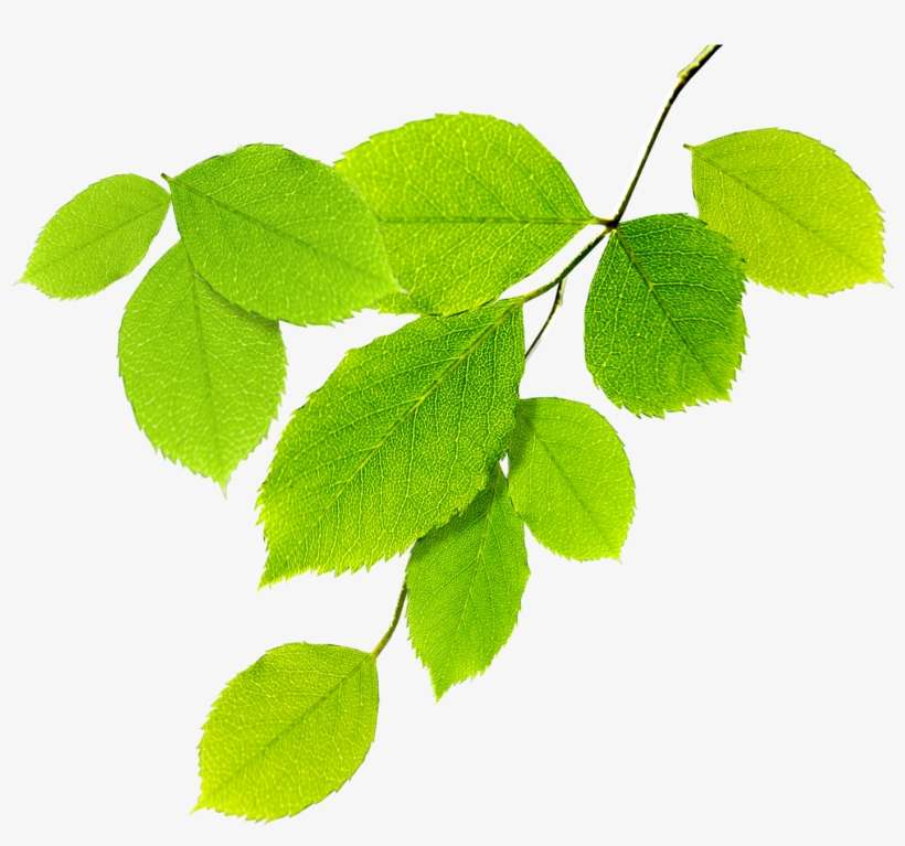 Hojas De Arbol Png - Ninamaninja Kalpadukal, transparent png download