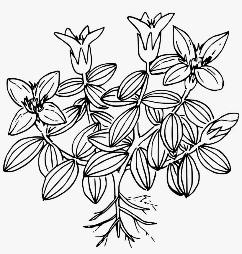 Drawing Line Art Clip Art - Gentian Clip Art, transparent png download