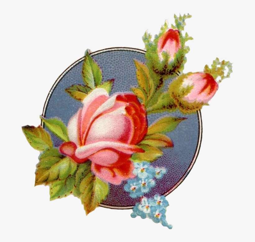 Vintage Moss Rose - Garden Roses, transparent png download