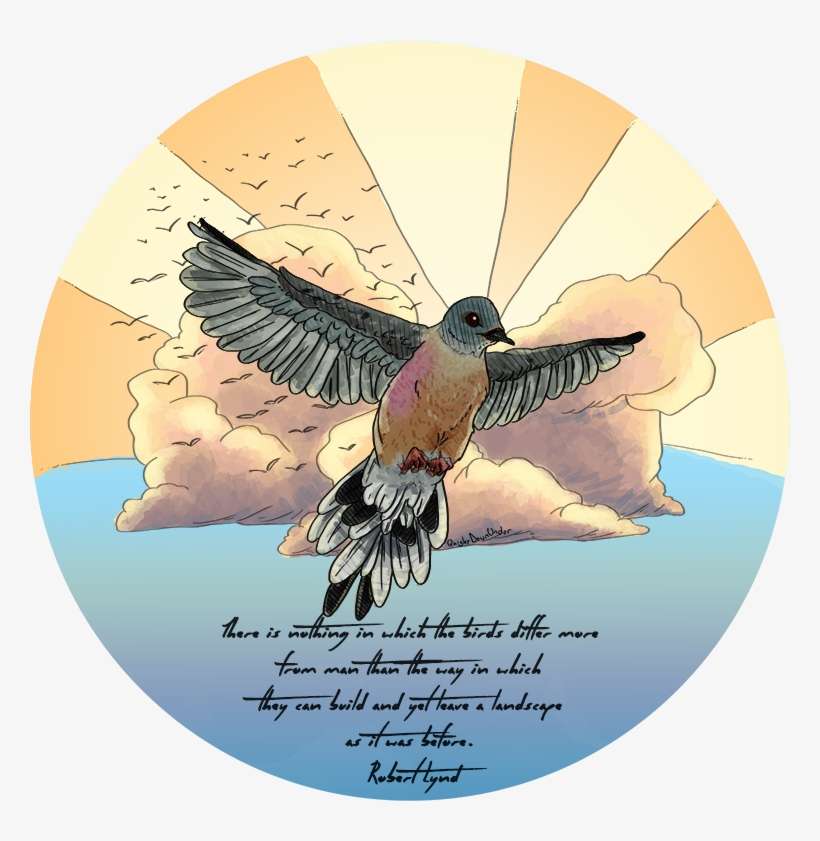 Dead Flappy Birds - European Swallow, transparent png download