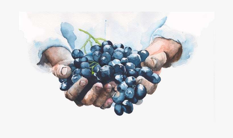 Juvitalis Resveratrol Complex - There Is No Wine If Grapes Are Not Pressed, transparent png download