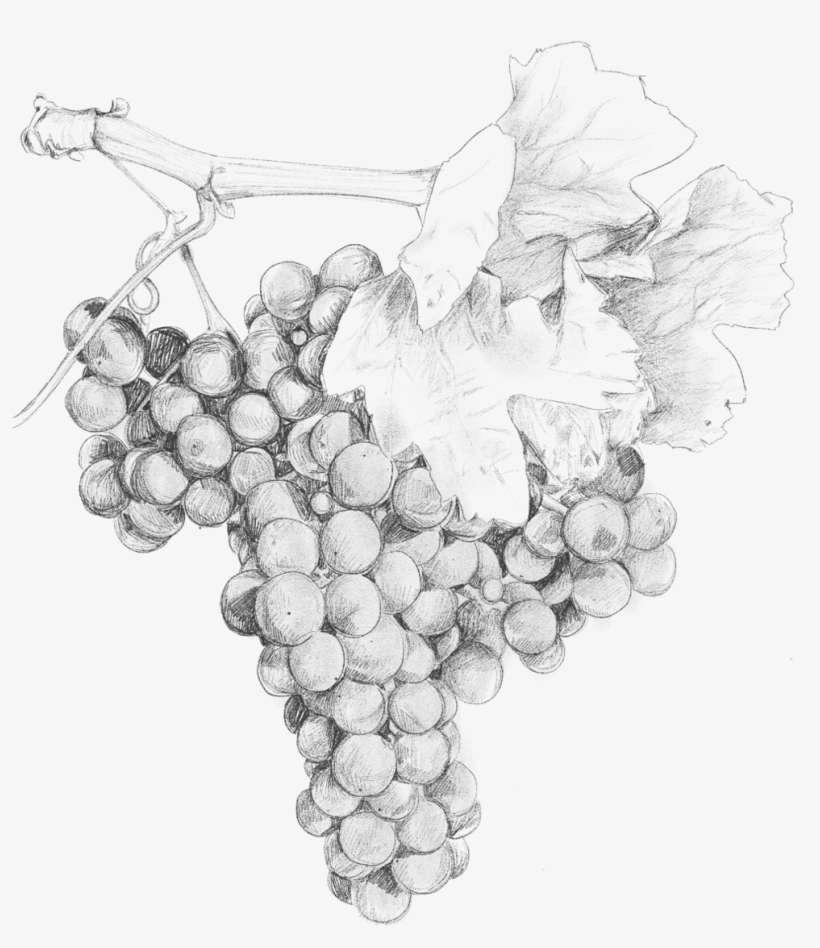 What - Two Paddocks Pinot Noir, transparent png download