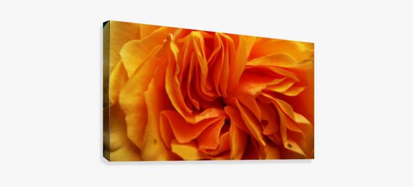 Orange Flower Petals Macro Close Up Golden Yellow Canvas - Flower, transparent png download