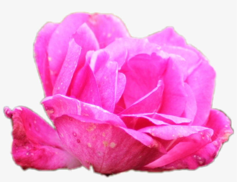 Report Abuse - Picsart Photo Studio, transparent png download