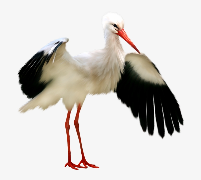 Stork Png - Transparent Stork, transparent png download