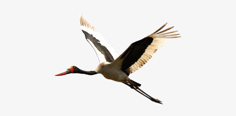 Download - Stork Png, transparent png download