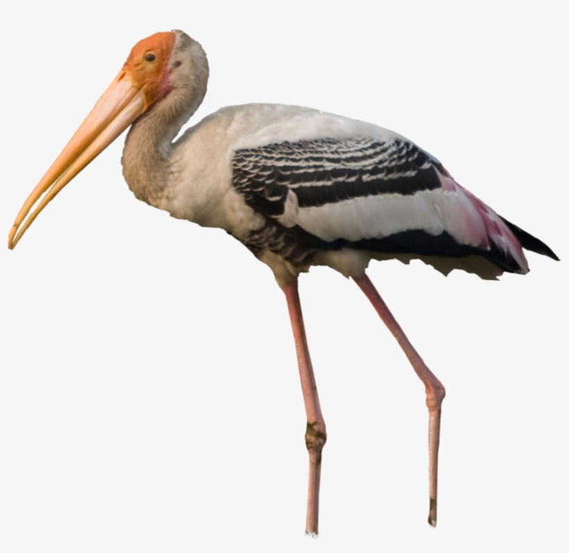 Storks - Water Bird, transparent png download