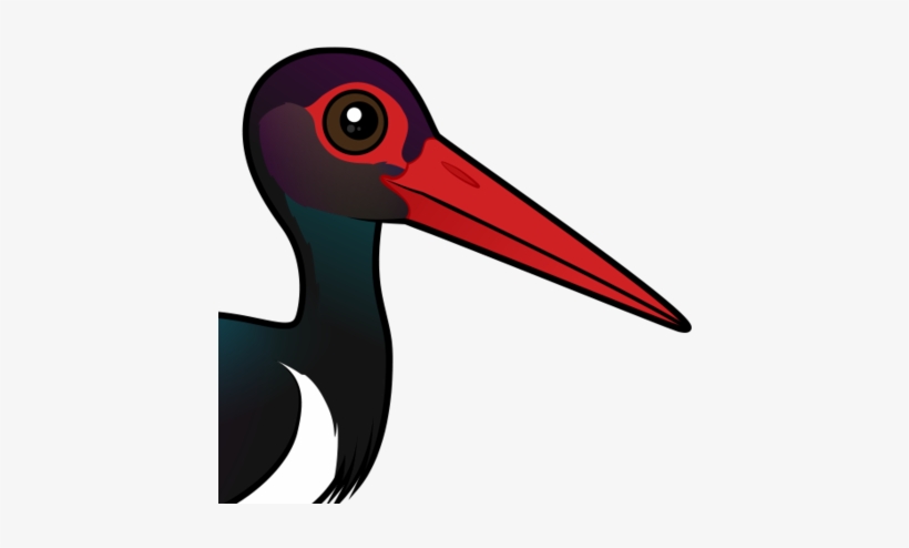 About The Black Stork - Black Stork, transparent png download