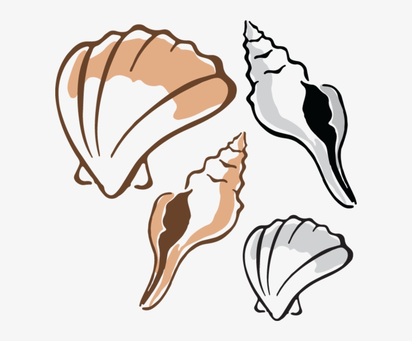 Clam Clipart - Clipart Shells, transparent png download