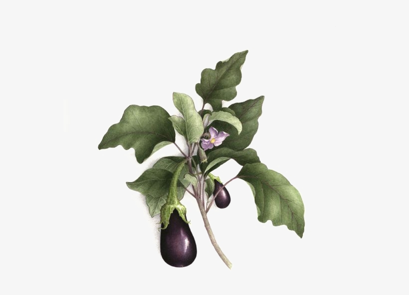 Picture Royalty Free Library Botany Watercolor Painting - Art Print: Vegetable Assortment Art Print By Vincent, transparent png download