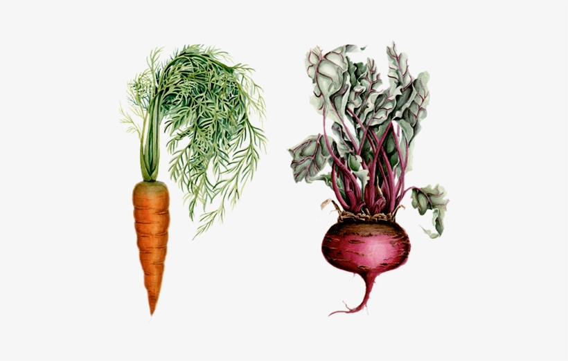 Black And White Stock Illustration For Organic Oasis - Illustration, transparent png download