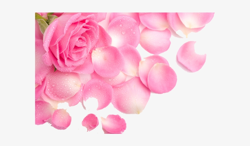 Flower Background Images Free Download, transparent png download