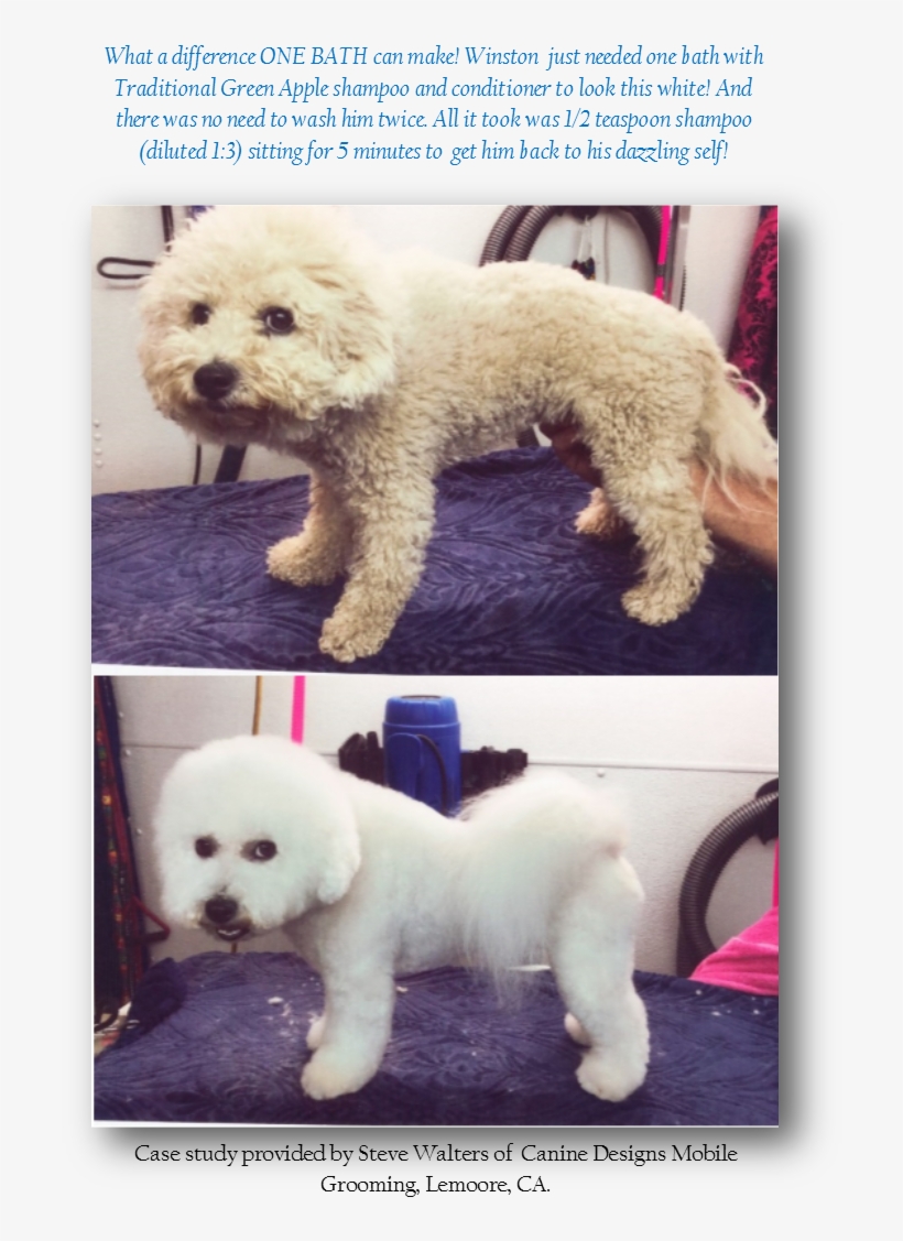 Sw Winston - Iv San Bernard Usa, transparent png download