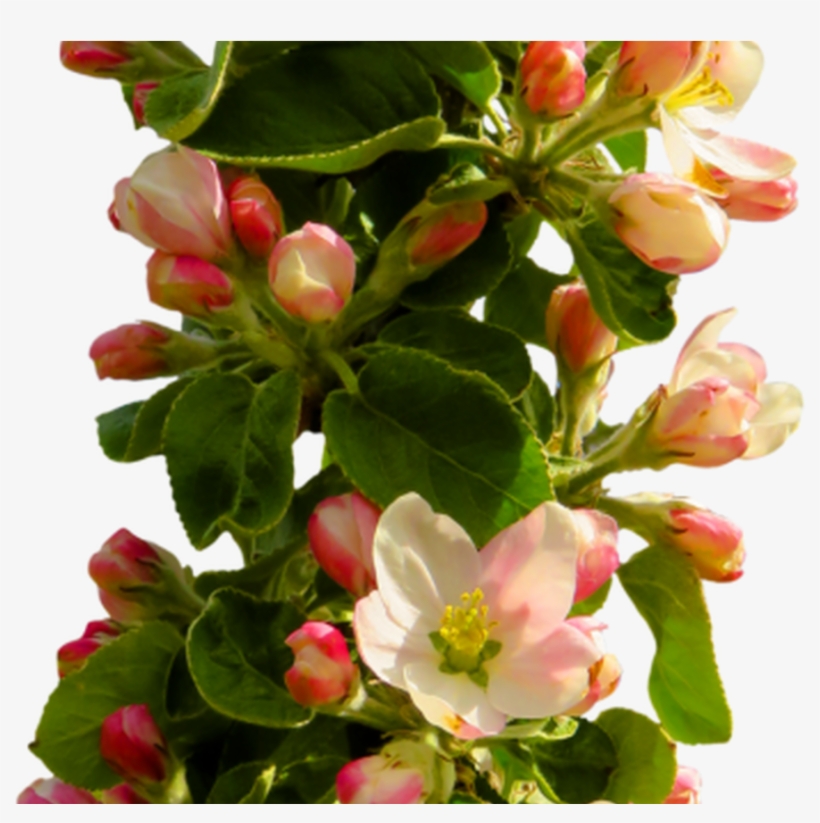 Free Spring Flower Png Transparent Image Peoplepngcom - Png Format Flower Png Hd, transparent png download