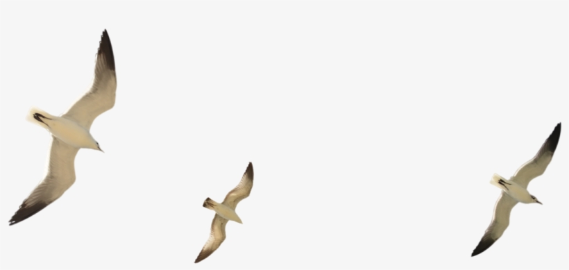 Seagull Flying Png - Group Seagull Transparent Background, transparent png download