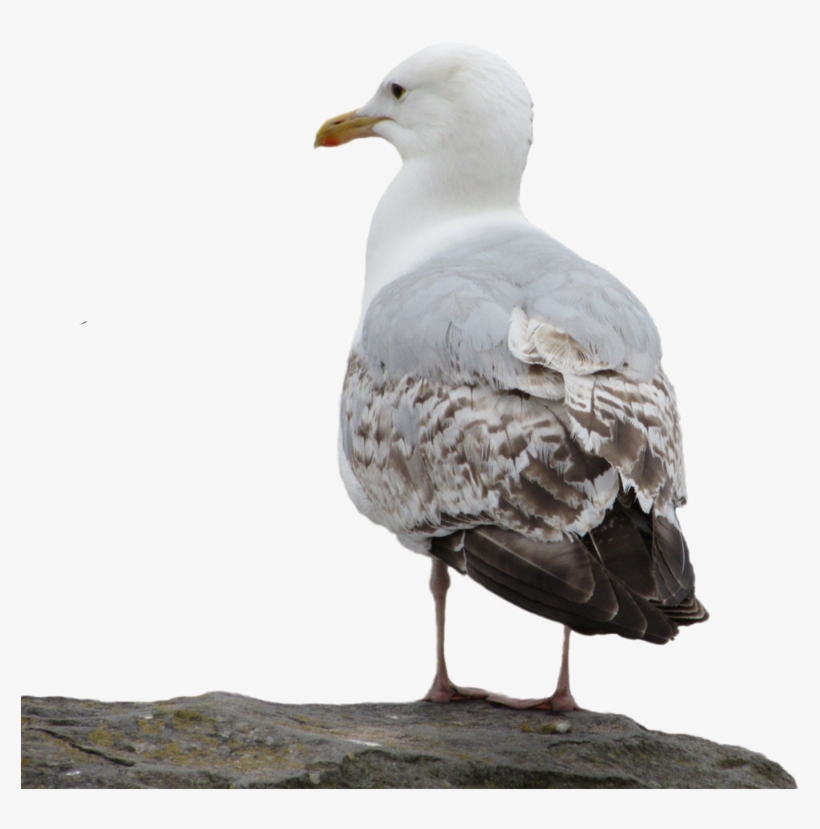 Publicat De Eu Ciresica La - Western Gull, transparent png download