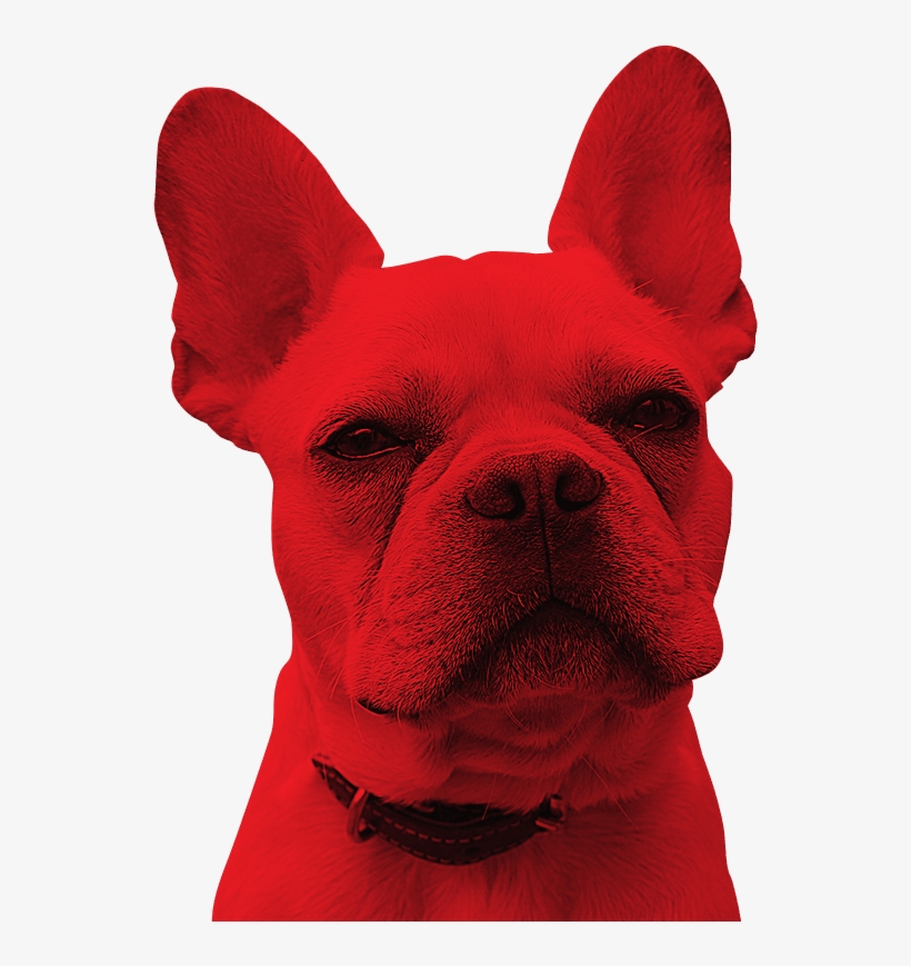 Our Services - Companion Dog, transparent png download