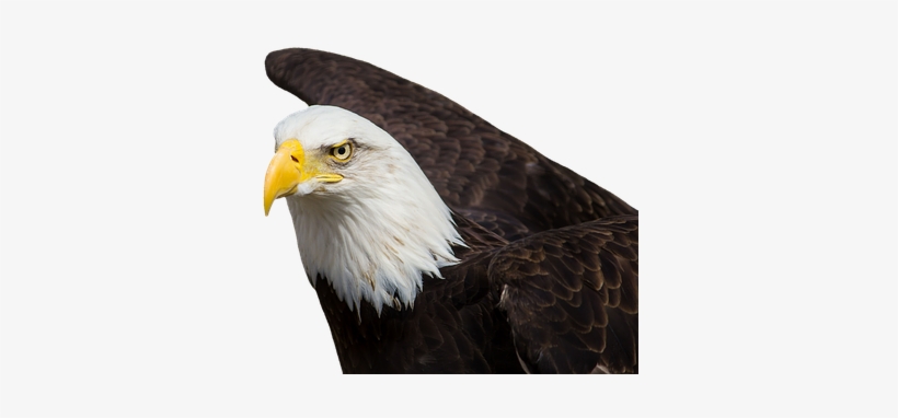 Adler, Bald Eagles, Bird Of Prey, Raptor - Aguila Real Volando, transparent png download