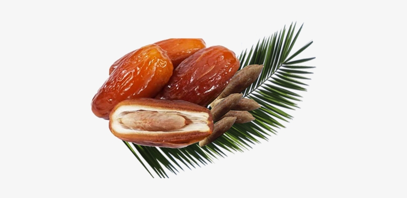 Date And Date Seed With Date Leaf Image - Fruits Grown In Namibia, transparent png download